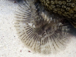 IMG 4235 Featherduster Worm